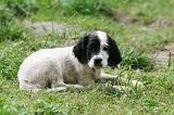 SETTER ANGLAIS 264